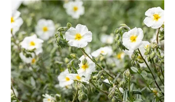 Gartenbaumschule Becker