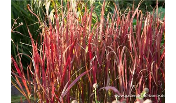 Gartenbaumschule Becker