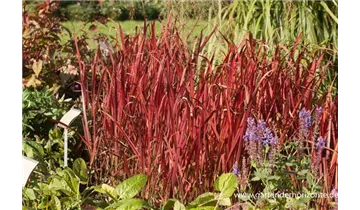 Gartenbaumschule Becker