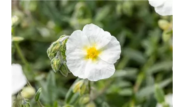 Gartenbaumschule Becker