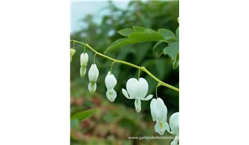 Gartenbaumschule Becker