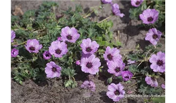 Gartenbaumschule Becker