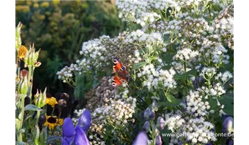 Gartenbaumschule Becker