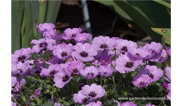 Gartenbaumschule Becker