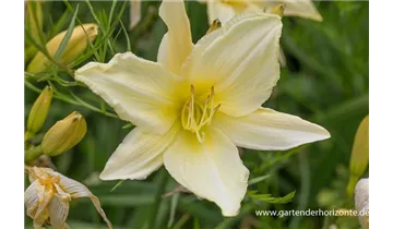 Gartenbaumschule Becker
