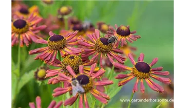Gartenbaumschule Becker