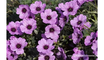 Gartenbaumschule Becker