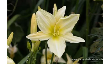 Gartenbaumschule Becker