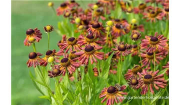 Gartenbaumschule Becker