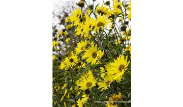 Gartenbaumschule Becker