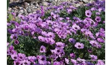 Gartenbaumschule Becker