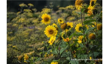 Gartenbaumschule Becker