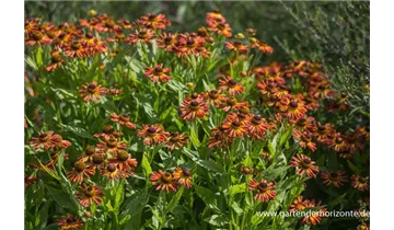 Gartenbaumschule Becker