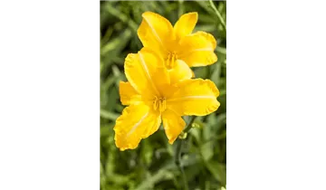 Gartenbaumschule Becker