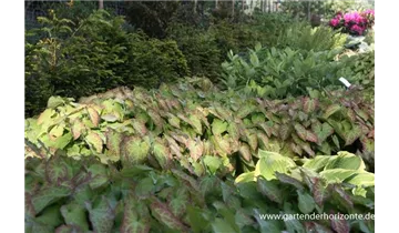 Gartenbaumschule Becker