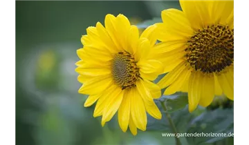 Gartenbaumschule Becker