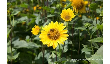 Gartenbaumschule Becker