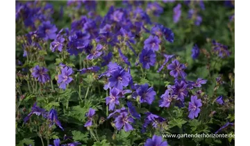 Gartenbaumschule Becker