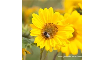 Gartenbaumschule Becker