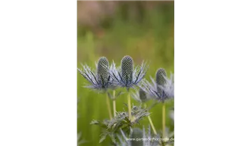 Gartenbaumschule Becker