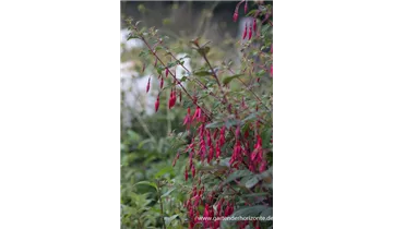 Gartenbaumschule Becker