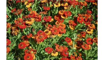 Gartenbaumschule Becker