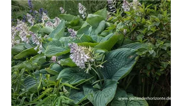 Gartenbaumschule Becker