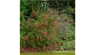 Gartenbaumschule Becker