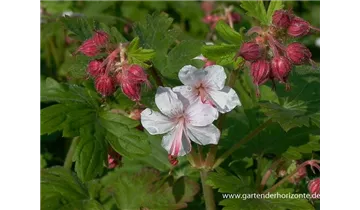 Gartenbaumschule Becker