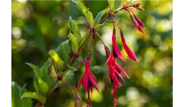 Gartenbaumschule Becker