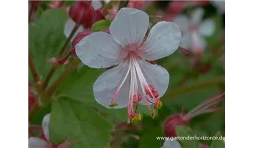 Gartenbaumschule Becker