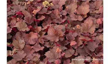 Gartenbaumschule Becker