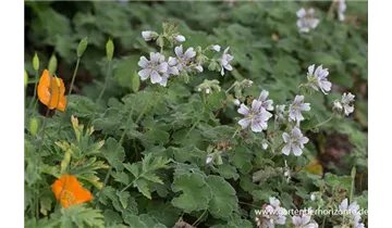 Gartenbaumschule Becker