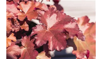 Gartenbaumschule Becker