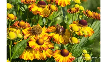 Gartenbaumschule Becker