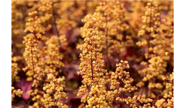 Gartenbaumschule Becker