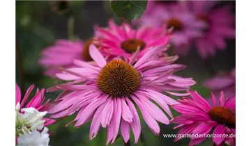 Gartenbaumschule Becker