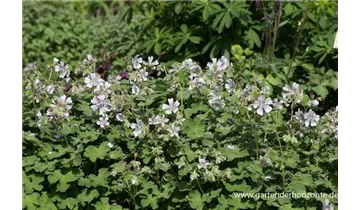 Gartenbaumschule Becker