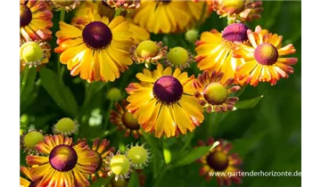 Gartenbaumschule Becker