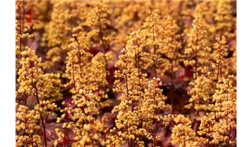 Gartenbaumschule Becker