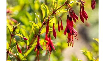 Gartenbaumschule Becker