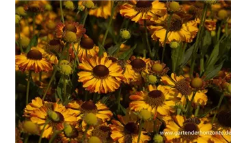 Gartenbaumschule Becker