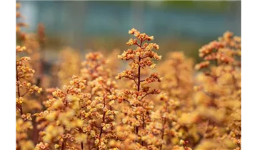 Gartenbaumschule Becker