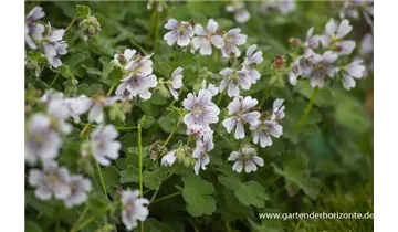 Gartenbaumschule Becker