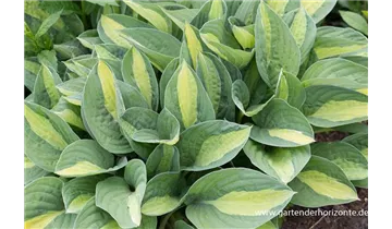 Gartenbaumschule Becker