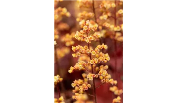 Gartenbaumschule Becker