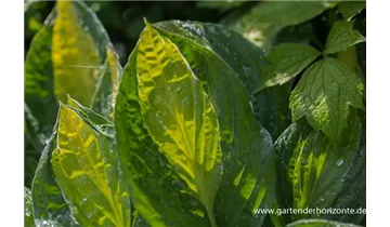 Gartenbaumschule Becker