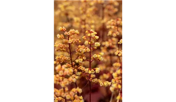 Gartenbaumschule Becker