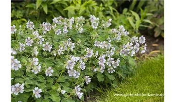 Gartenbaumschule Becker