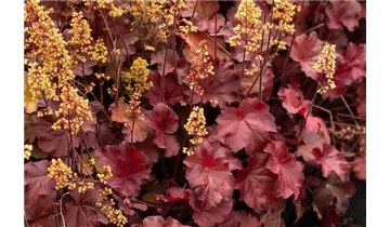 Gartenbaumschule Becker